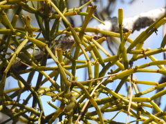 Viscum articulatum