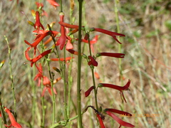 Penstemon labrosus