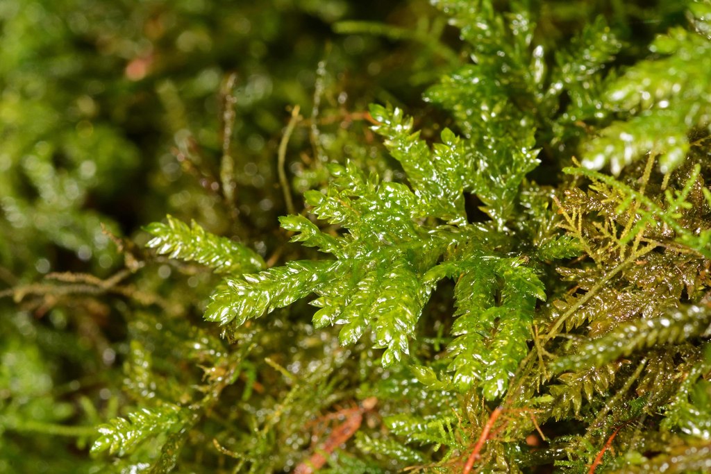 Camptochaete deflexa
