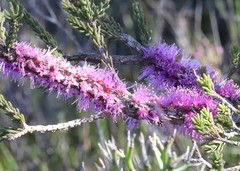 Melaleuca suberosa