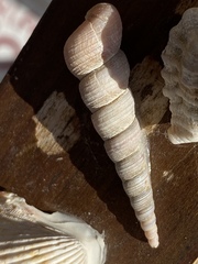 Turritellinae