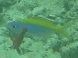 Caesio xanthonota
