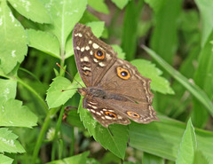 Junonia lemonias aenaria