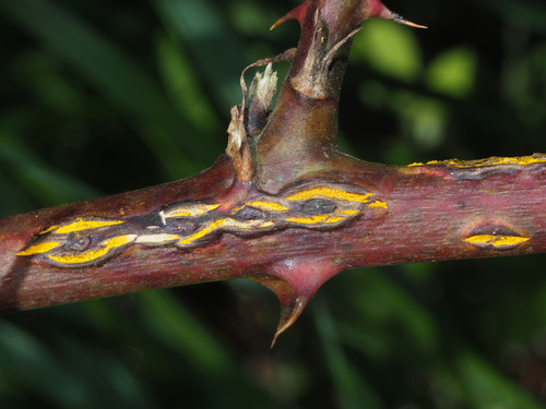 pale bramble rust