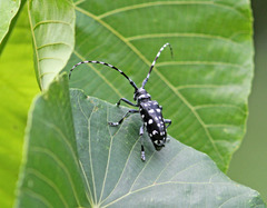 Anoplophora macularia