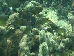Pempheris