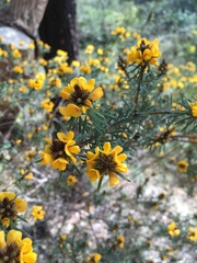 Pultenaea glabra