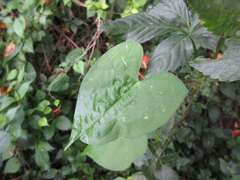 Ipomoea rubriflora