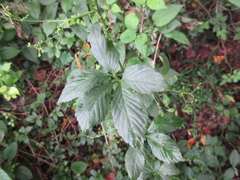 Gynostemma pentaphyllum