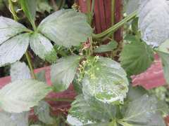 Gynostemma pentaphyllum