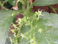 Gynostemma pentaphyllum