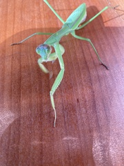 Tenodera sinensis