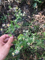 Eurybia radulina