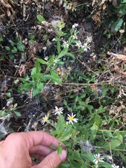 Eurybia radulina