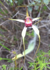 Caladenia lorea