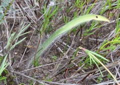 Caladenia lorea