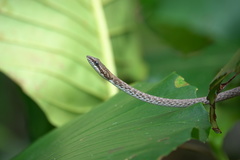 Dryophiops rubescens