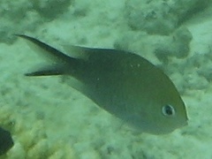 Chromis ternatensis