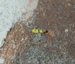 Empoa