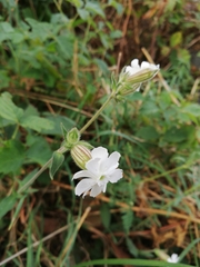 Silene latifolia