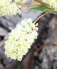 Grevillea synapheae