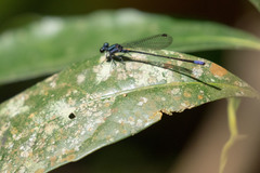 Argia frequentula