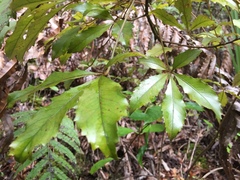 Pseudopanax discolor