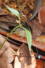 Ceylonosticta brincki