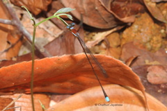 Ceylonosticta brincki