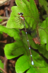 Ceylonosticta brincki