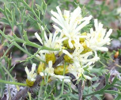 Petrophile striata