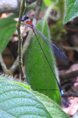 Ceylonosticta brincki