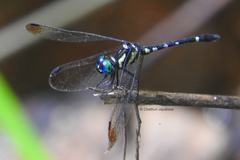 Tetrathemis yerburii