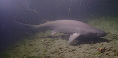 Hexanchus griseus