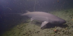 Hexanchus griseus