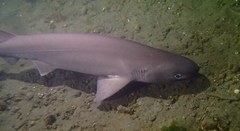 Hexanchus griseus