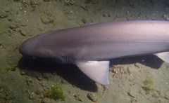 Hexanchus griseus