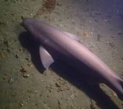 Hexanchus griseus