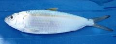 Madeiran Sardinella photo 1