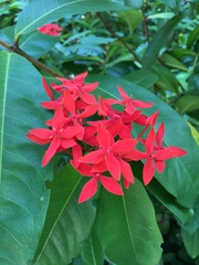 Ixora casei