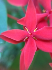 Ixora casei