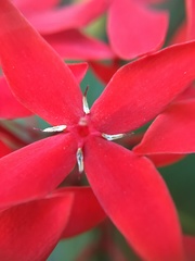 Ixora casei