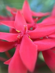 Ixora casei