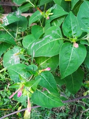 Mirabilis jalapa