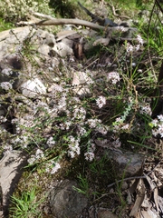 Leionema hillebrandii
