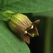 Atropa belladonna - Photo (c) AnneTanne,  זכויות יוצרים חלקיות (CC BY-NC-SA)