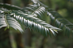 Cephalotaxus