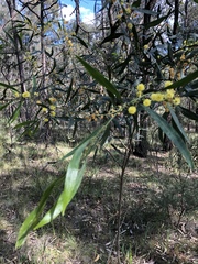 Acacia leprosa