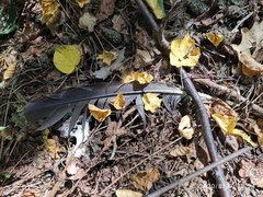 Haliaeetus