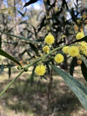 Acacia leprosa